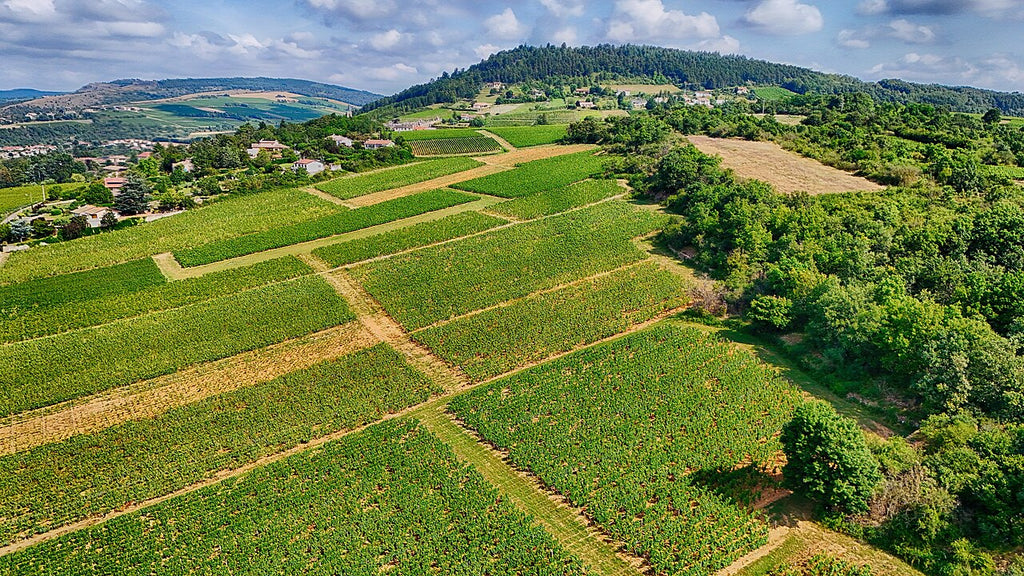 Biodynamic vineyard rows on rolling hills under a summer sky