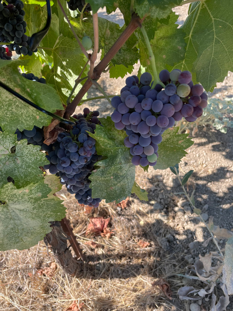 Old Vine Zinfandel Grapes | Tinto Amorio
